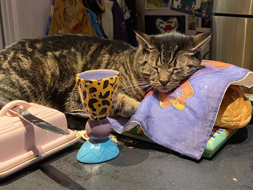 Cat sleeping on a loaf of challah