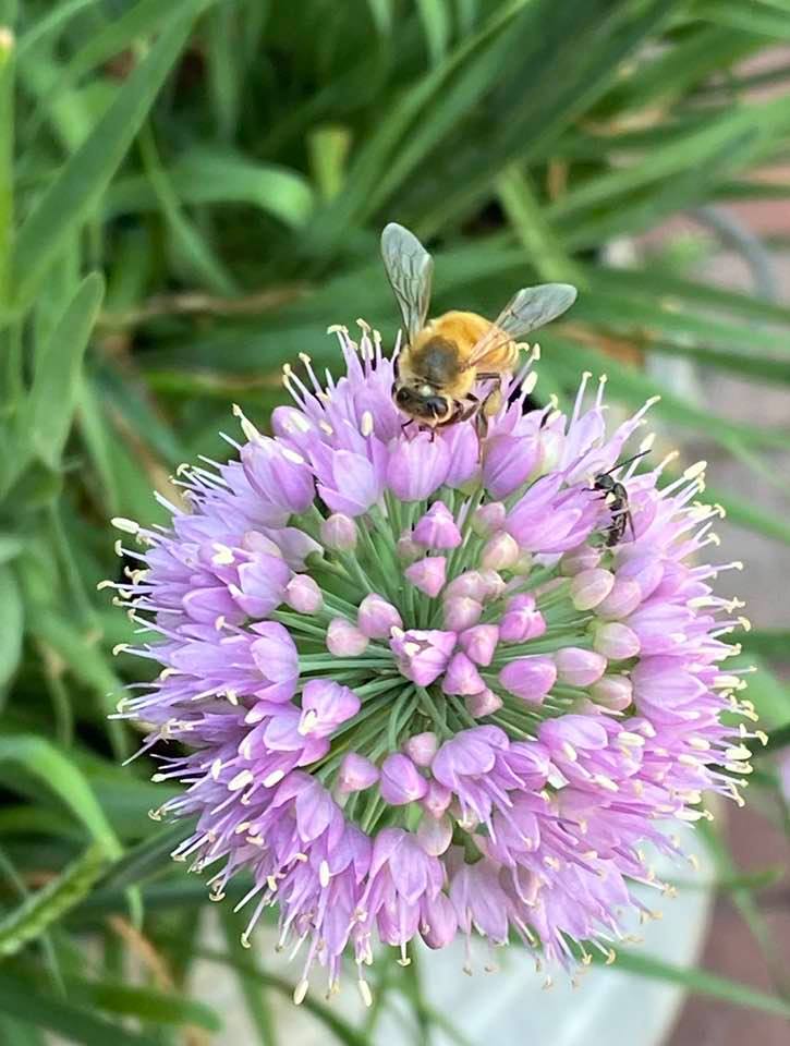 A Bee 