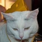 image is a photo of a white cat wearing a cheesehead and looking unhappy about it